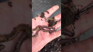 European Nightcrawers worms cocoon collection 🇳🇿🪱 [upl. by Lancaster]