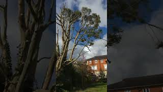 Simultaneous fell of stems on a Eucalyptus repollard synchronized arborist chainsaw tree [upl. by Findley]