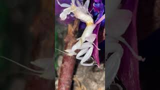 Orchideen Mantis bei der häutung Hymenopus coronatus molting mantis [upl. by Teillo]