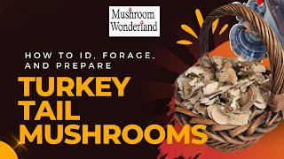 Turkey Tail Mushrooms ID Forage and Prepare [upl. by Aihsemak]