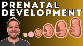 Prenatal Development  From Conception to Birth  Germinal Stage Embryonic Stage Fetal Stage [upl. by Aronek]