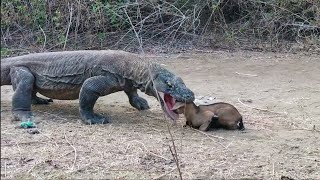 Dragão de komodo comendo devorando bezerro filhote de vaca [upl. by Eelanej96]