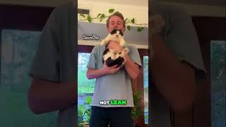 Discover the Truth Behind Bobtail Cats North American Breed Insightscat catvideos cute shorts [upl. by Oiramad]