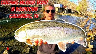 Catching Massive Trout in Downtown Gatlinburg [upl. by Chiarra131]