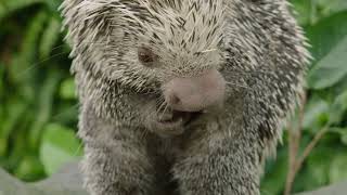 Prehensiletailed Porcupine  San Diego Zoo Wildlife Explorers Basecamp [upl. by Ludwigg]