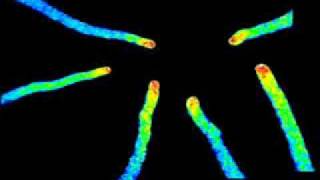 Calcium Oscillations in the Arabidopsis Thaliana Pollen Tube [upl. by Adnelg]