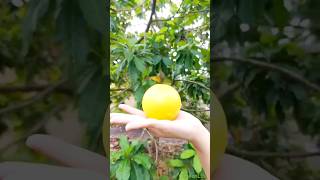 Pouteria Caimito fruit Vú sữ hoàng kim fruit garden farming [upl. by Sopher389]