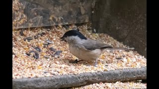 Nourrir les oiseaux en hiver un reportage de Télésambre [upl. by Alyakcim]