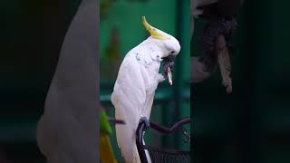 sulphur crested cockatoo enjoying snack outdoor trending [upl. by Yalcrab]