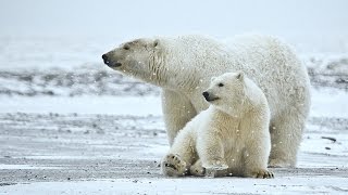 Doku HD Spitzbergen  EisbärenFans auf Polarkreuzfahrt [upl. by Ahteral200]