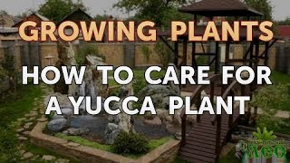 How to Care for a Yucca Plant [upl. by Mohn247]