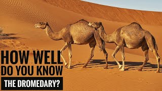 Dromedary  Description Characteristics and Facts [upl. by Zita]