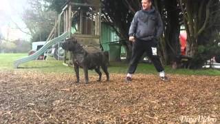 K1 kennels presa canario [upl. by Terrene]