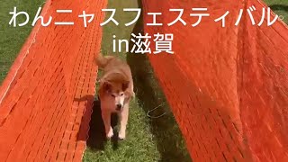 わんニャスフェスティバルin滋賀🐕近所の犬友達集合🐕 [upl. by Yanej726]