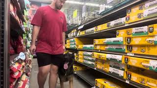 Lurko heeling in a pets store [upl. by Ardnalac]