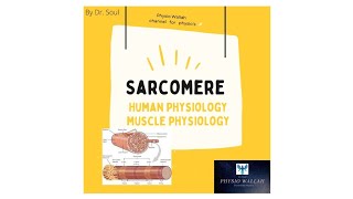 Sembulingam Muscle Physiology Structure of Skeletal muscle Sarcomere Lecture 02 part  02 [upl. by Antonius]