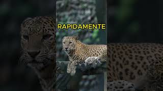 LEÃO VS LEOPARDOS curiosidades curiosidadesanimais gatos leão leopardo vida animals luta [upl. by Dnomder]