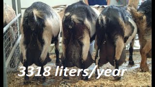 10 Best Goats For Milk  Top Goats Breeds [upl. by Cheng]