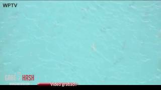 THOUSANDS OF SHARKS INVADE THE COASTS OF FLORIDA MARCH 7 2013 [upl. by Strep]