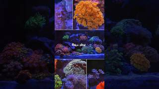 SALTWATER SPLENDOR saltwateraquarium shorts trending ytshorts youtubeshorts aquarium trend [upl. by Daggna111]