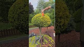 ogród satisfying niwaki garden rośliny bonsai topiary gardening bonsaitree ogrodnictwo [upl. by Clift]