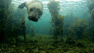 Two seal in Baltasound Oct 2024 [upl. by Ninetta]