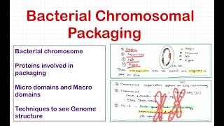 Bacterial Chromosomal Packaging and chromosomal capture techniques  CSIRJRF  ICARNET Hindi [upl. by Nide]