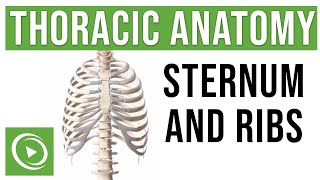 Thoracic Anatomy Complete Guide to Skeleton Sternum amp Ribs  Lecturio Medical [upl. by Seamus370]