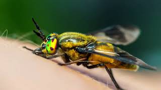 Why Do Horse Flies Bite What To Do About It [upl. by Eatton]