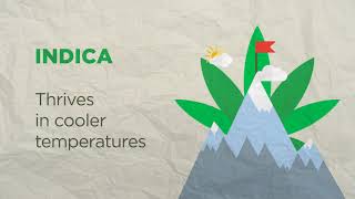Indica Vs Sativa Understanding the Differences [upl. by Aisenet515]
