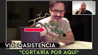 Bonsai Online  Videoasistencia Marc [upl. by Ayaj]