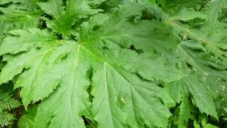 Giant Hogweed a Toxic Invader [upl. by Otrebireh890]