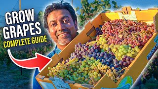 How to GROW GRAPES  Complete Growing Guide [upl. by Marylee]