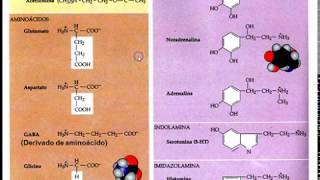 Clase Sinapsis y neurotransmisores parte III [upl. by Carlyle668]