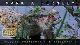 Crocodile Eats Mongoose Zambia [upl. by Gerius]