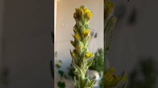 Huge Mullein [upl. by Gellman]