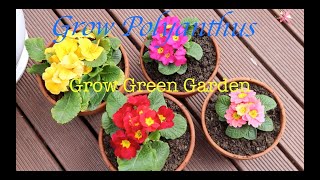 How to Grow Polyanthus [upl. by Mahgirb499]