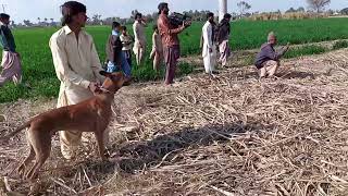 Shikar 2022 Gidar ka shikar in pakistan layyah Hd video [upl. by Mima427]