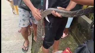 King Cobra o Banakon in Philippines  nahuli papasok sana ng bahay buti nlng nakita 11ft length 🐍 [upl. by Nedap]