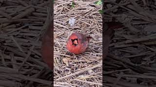 Red Cardinals Morning wildlife nature birds [upl. by Dulla]