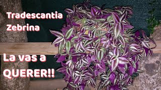 Tradescantia Zebrina y cómo propagarla o reproducirla es INCREIBLE suscribirse Quetecuentintarantino [upl. by Cha]