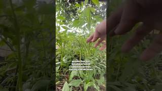 Pokok Selom Mudah tanam Sedap dan banyak khasiat fypyoutube gardening [upl. by Aiht]