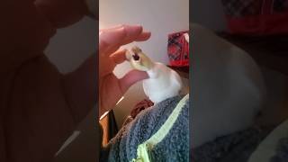 Cockatiel and Hey Baby Song [upl. by Rettke]