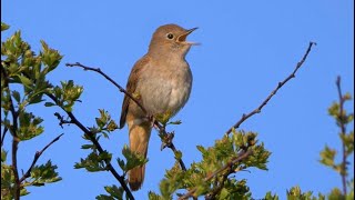 Ultimate Nightingale Birdsong For 8 Hours Of Relaxation [upl. by Rose]