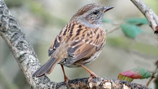 Bird Facts The Dunnock [upl. by Earej]