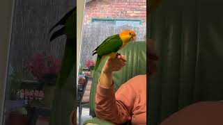 Caique trick training caiques birds parrot birb pets birdslover cute smartbirds [upl. by Nailluj]