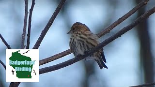 Pine Siskins Irruptive Species Search [upl. by Mccall]