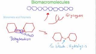 Biomacromolecules Monomers and Polymers [upl. by Adyan]