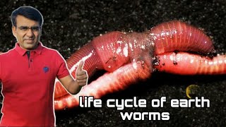 Life cycle of worms केचुओ में प्रजनन कैसे होता है jaivicila [upl. by Letreece697]