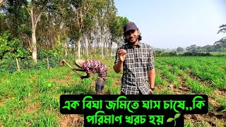 আলহামদুলিল্লাহঘাস এতো ভালো হয় কেনো আমাদেরশুনুন মামার মুখে 🌱 [upl. by Hahseram]